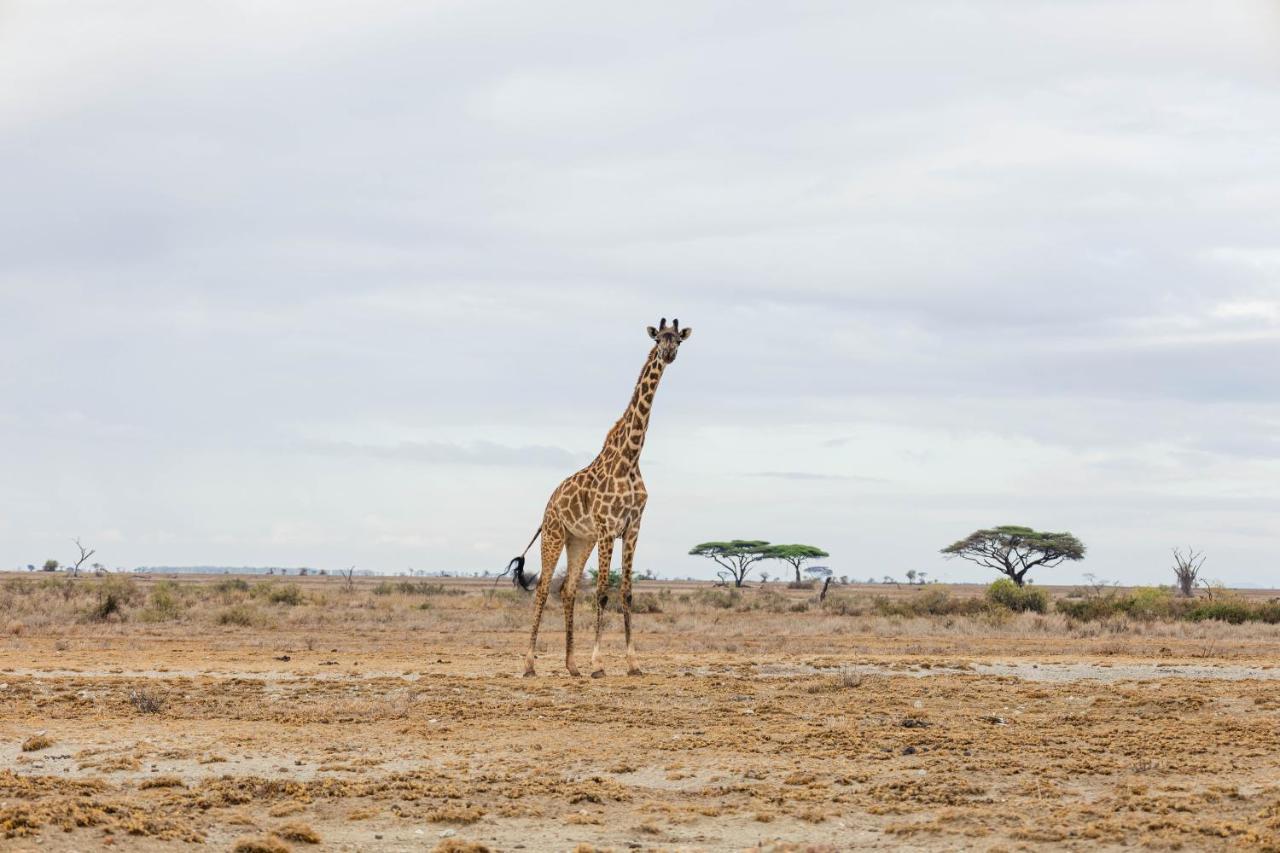 Wild Ndovu Cottage. Amboseli