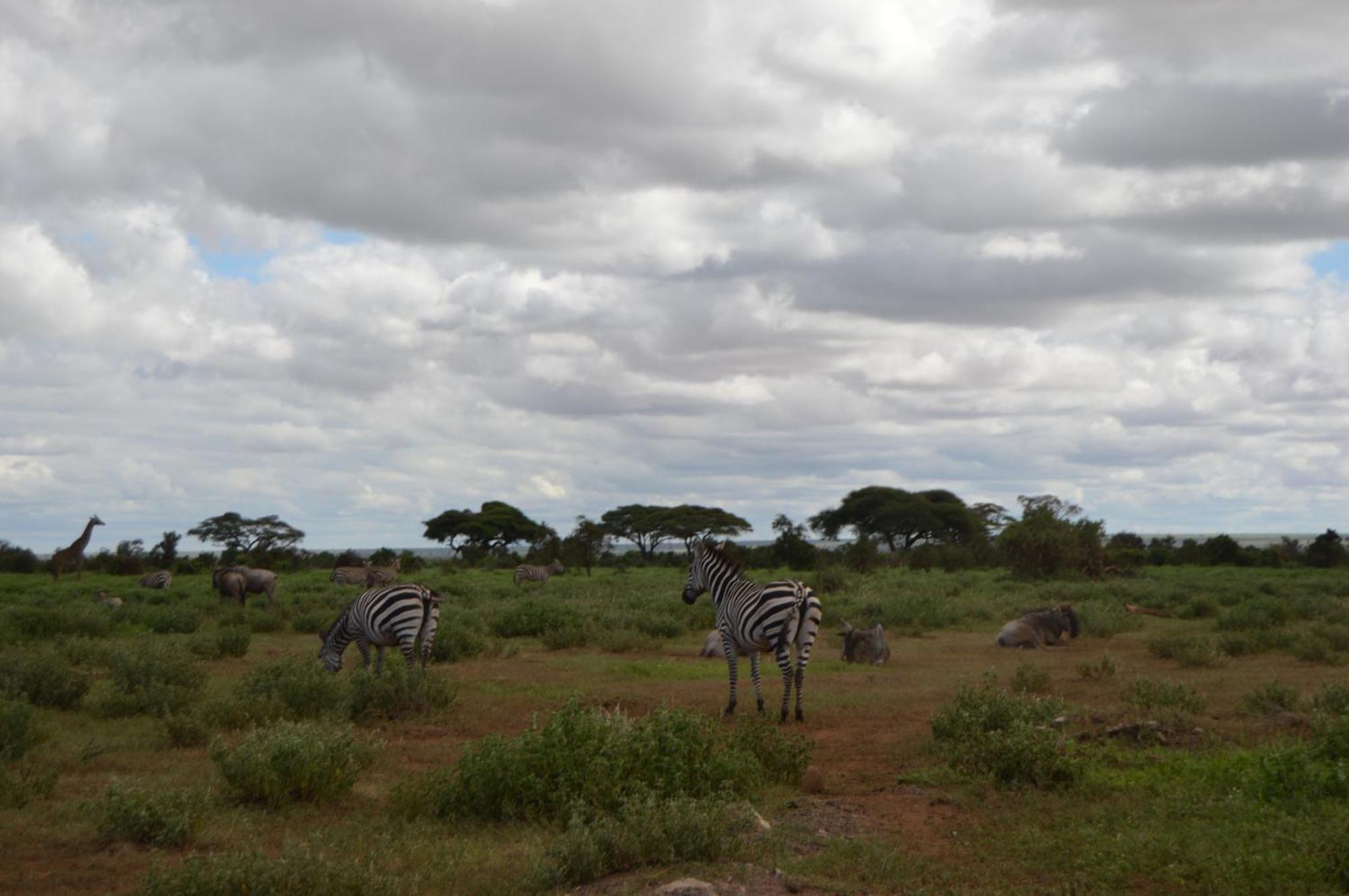 Wild Ndovu Cottage. Amboseli