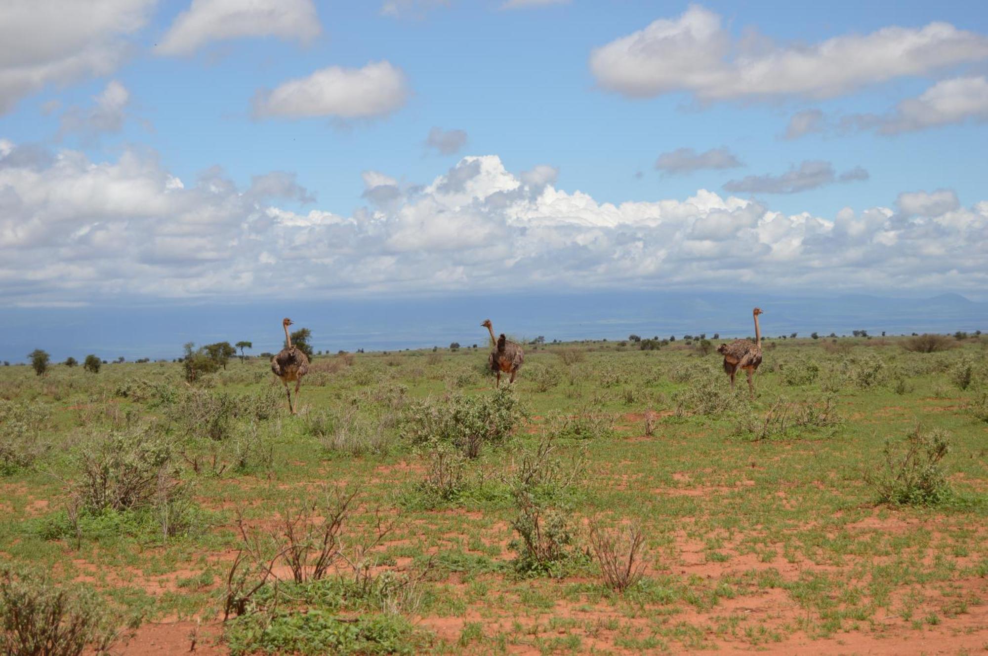 Country house Wild Ndovu Cottage. Amboseli